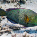 Dotted Parrotfish - Photo (c) François Libert, some rights reserved (CC BY-NC-SA), uploaded by François Libert