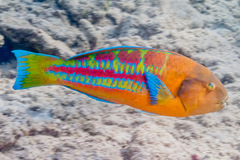 Thalassoma trilobatum