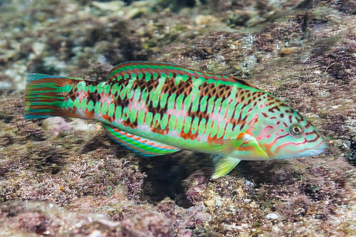 Christmas wrasse (Thalassoma trilobatum) — Labridae — 3
