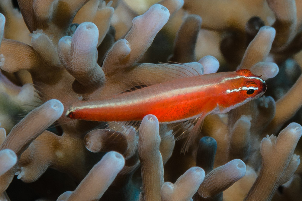 Blackbelly Pygmy-Goby