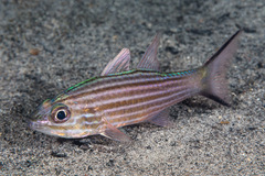 Cheilodipterus intermedius