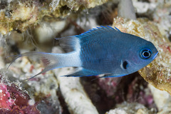 Pycnochromis margaritifer