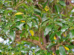 Dendropanax dentiger