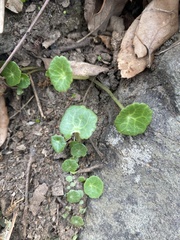 Hydrocotyle vulgaris