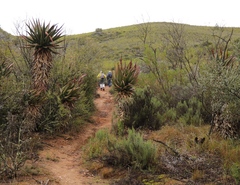 Aloe ferox