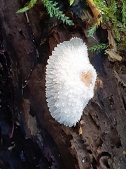 Merulius tremellosus