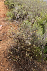 Hermannia diversistipula