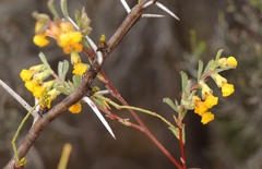 Hermannia diversistipula