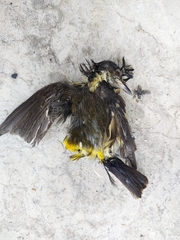 Ficedula zanthopygia