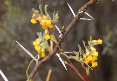 Hermannia diversistipula