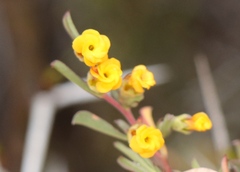 Hermannia diversistipula