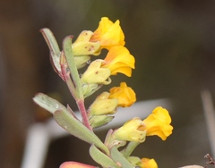 Hermannia diversistipula