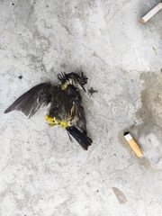 Ficedula zanthopygia