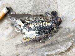 Ficedula zanthopygia