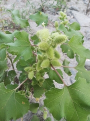 Xanthium orientale