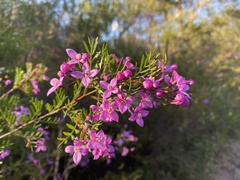 Boronia rivularis