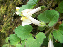 Asarina procumbens