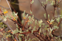 Hermannia diversistipula