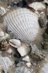 Chione elevata
