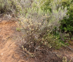 Hermannia diversistipula