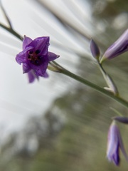 Arthropodium