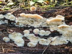 Merulius tremellosus