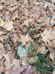 Brachypodium sylvaticum