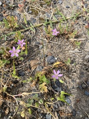 Erodium malacoides