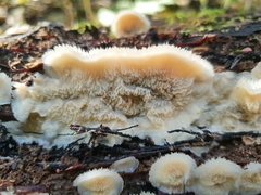 Merulius tremellosus