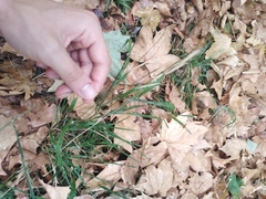 Brachypodium sylvaticum