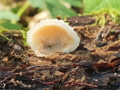 Merulius tremellosus