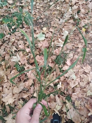 Brachypodium sylvaticum