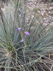 Arthropodium
