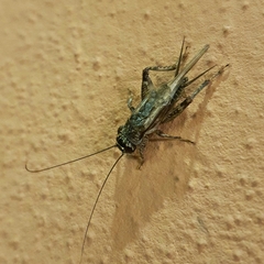 Eumodicogryllus bordigalensis
