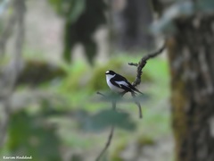 Ficedula speculigera