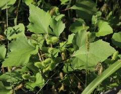 Xanthium orientale italicum