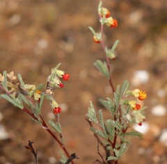 Hermannia diversistipula