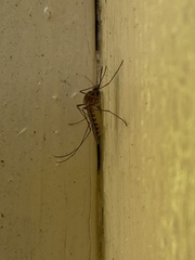Aedes vexans