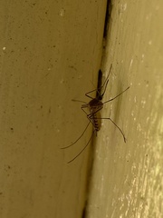 Aedes vexans