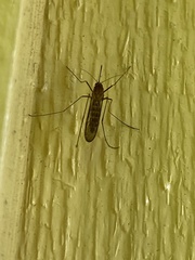 Aedes vexans