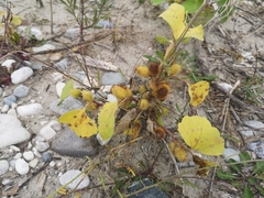 Xanthium orientale italicum