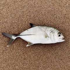 Caranx sexfasciatus