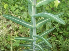 Euphorbia lathyris