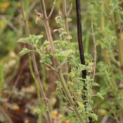 Leonotis ocymifolia