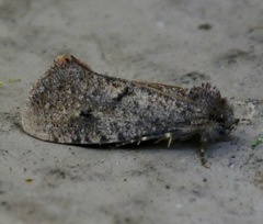 Acrolophus kearfotti