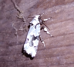Emarginea percara