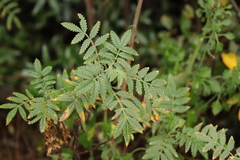 Melianthus comosus
