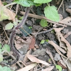 Pisaura