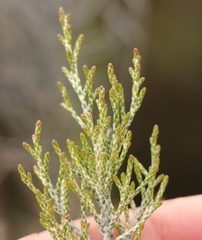 Dicerothamnus rhinocerotis