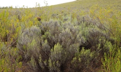 Dicerothamnus rhinocerotis